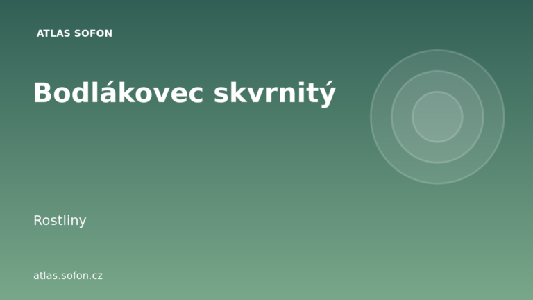 Bodlákovec skvrnitý