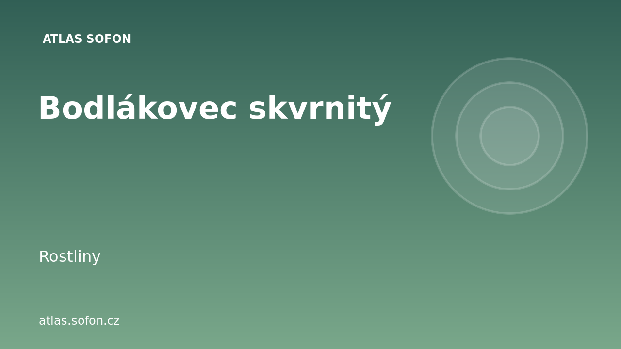 Bodlákovec skvrnitý