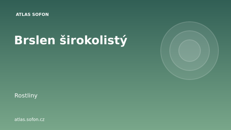 Brslen širokolistý