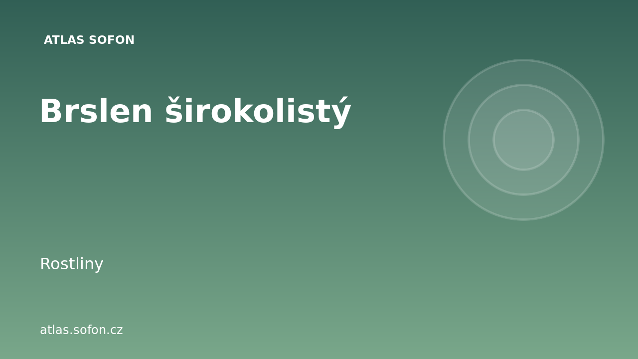 Brslen širokolistý