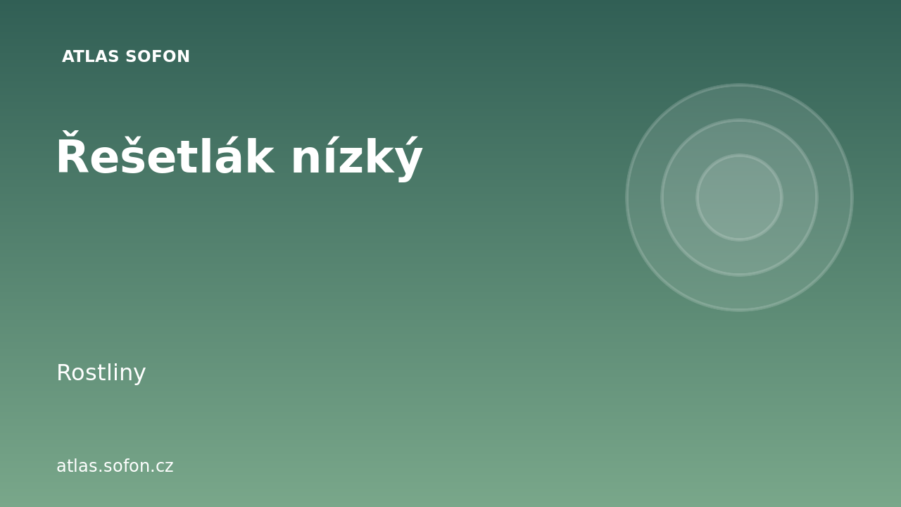 Řešetlák nízký