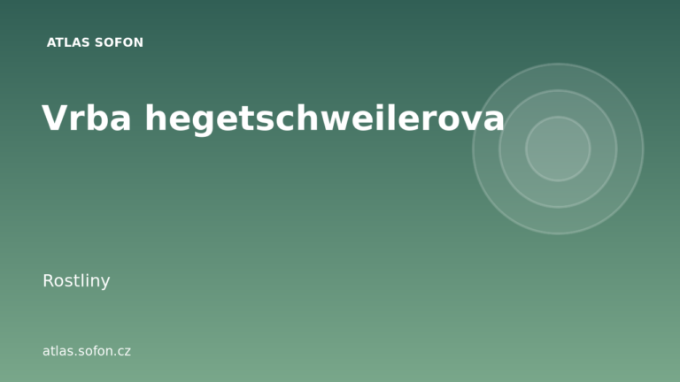 Vrba hegetschweilerova