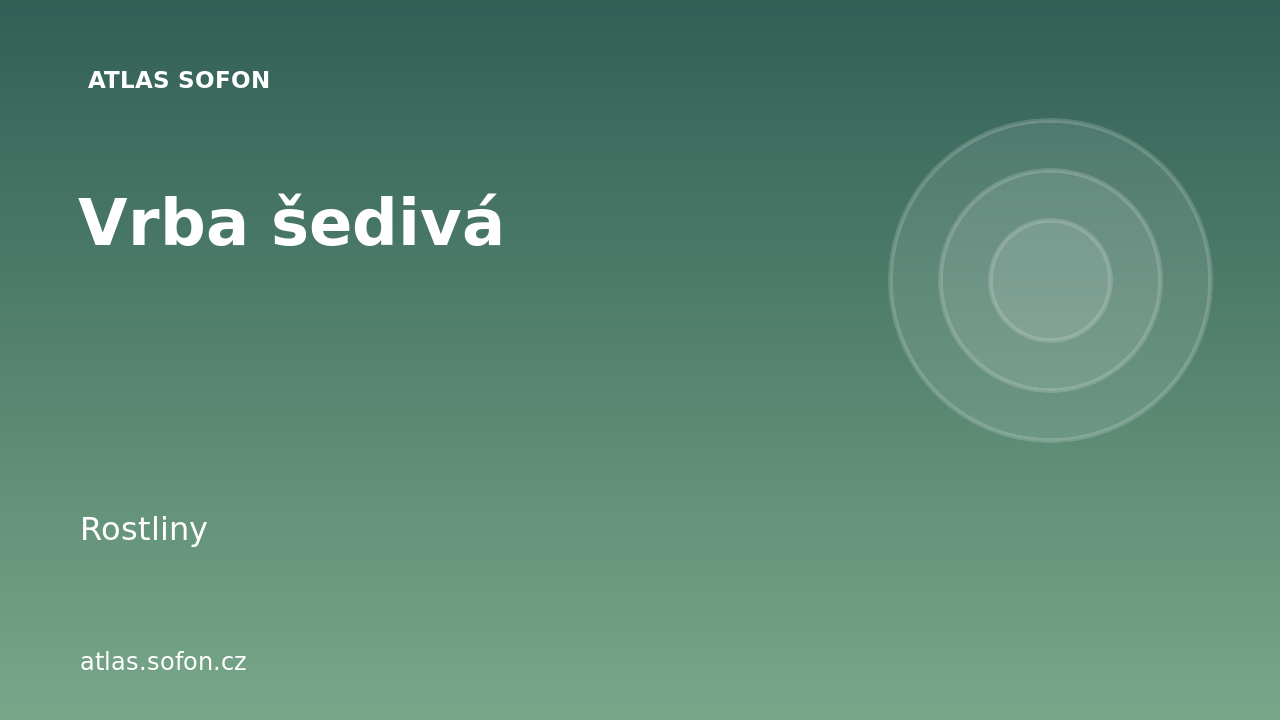 Vrba šedivá