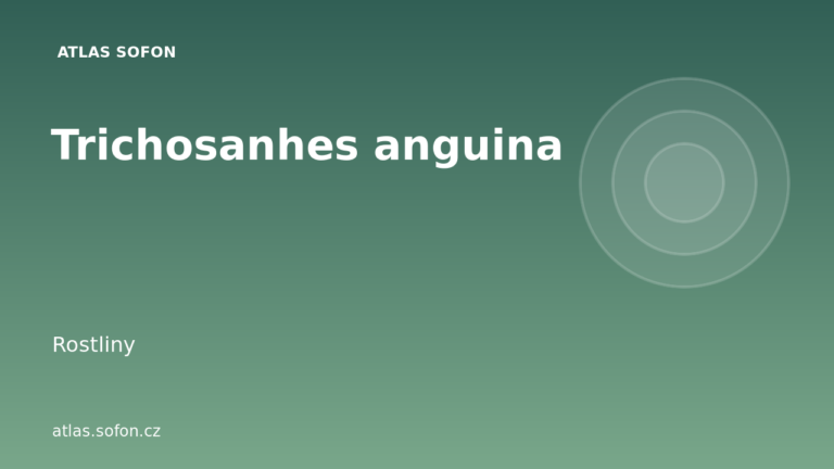Trichosanhes anguina