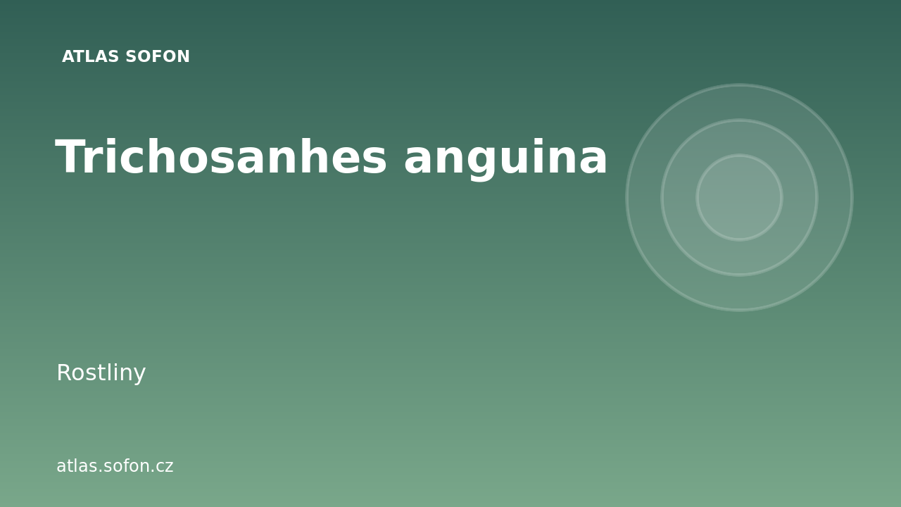 Trichosanhes anguina
