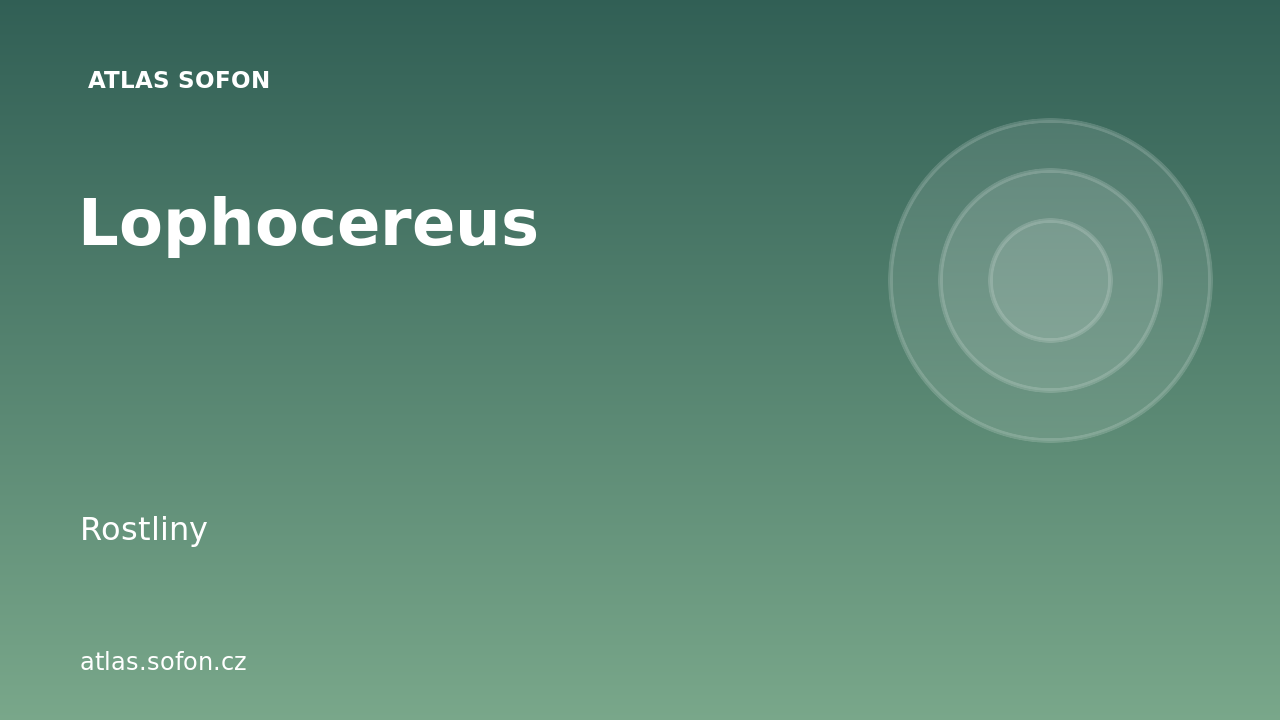 Lophocereus