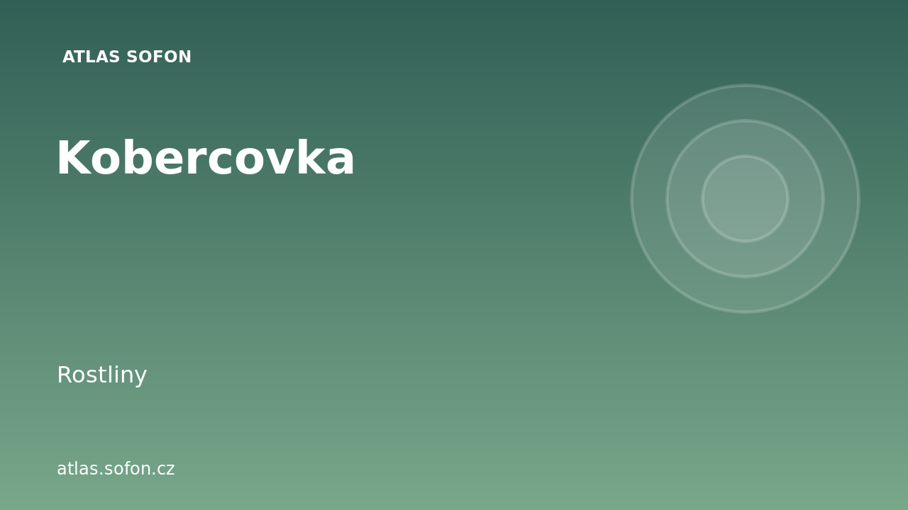 Kobercovka