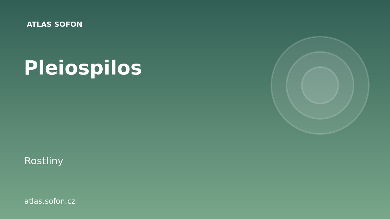 Pleiospilos