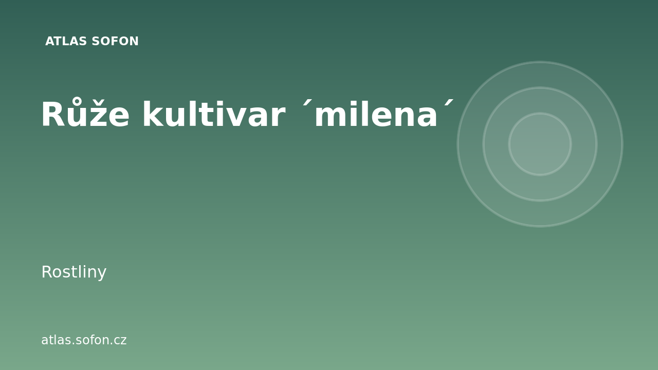 Růže kultivar ´milena´
