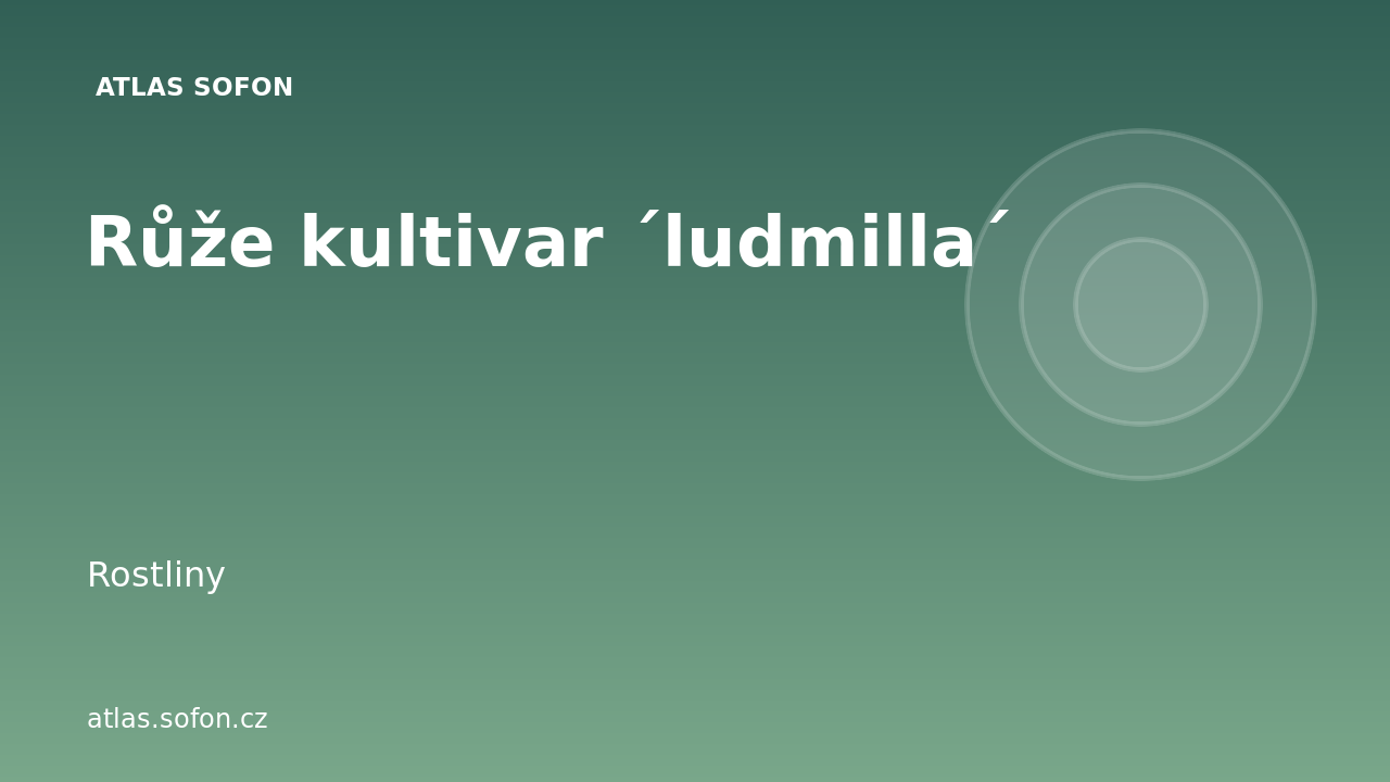 Růže kultivar ´ludmilla´