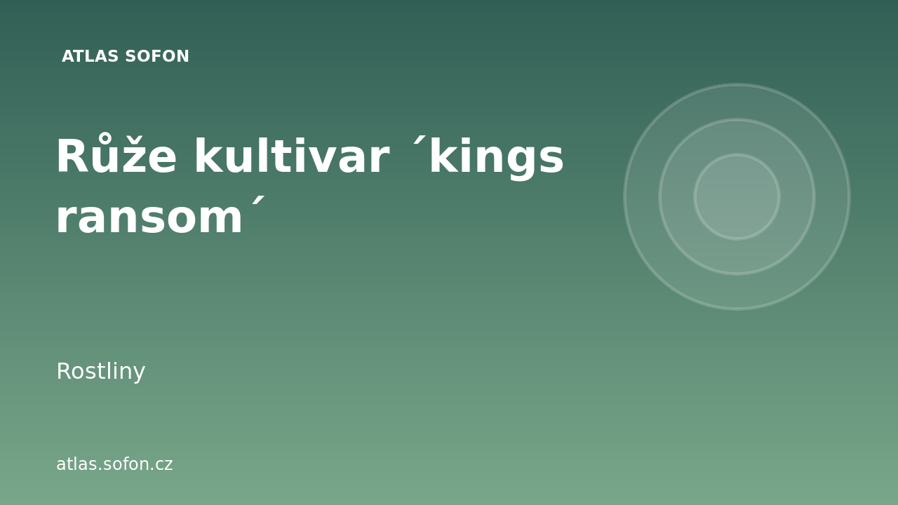 Růže kultivar ´kings ransom´