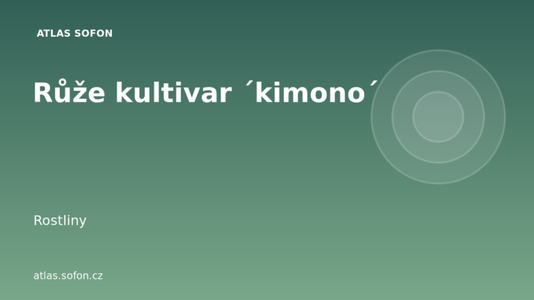 Růže kultivar ´kimono´