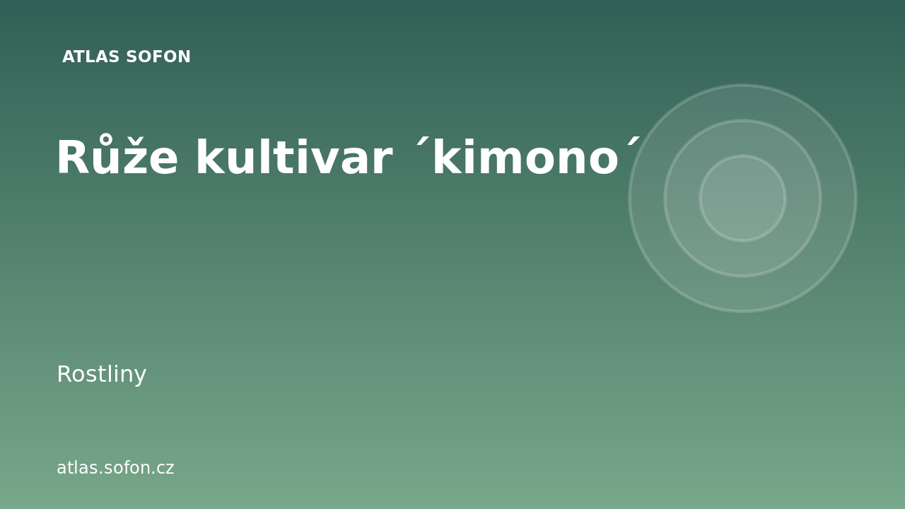 Růže kultivar ´kimono´