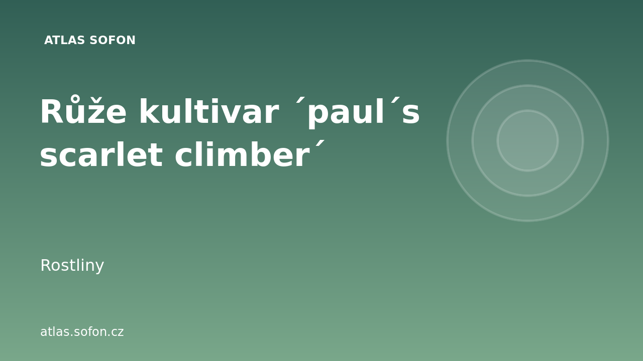 Růže kultivar ´paul´s scarlet climber´