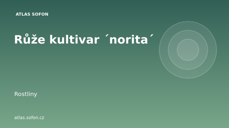 Růže kultivar ´norita´