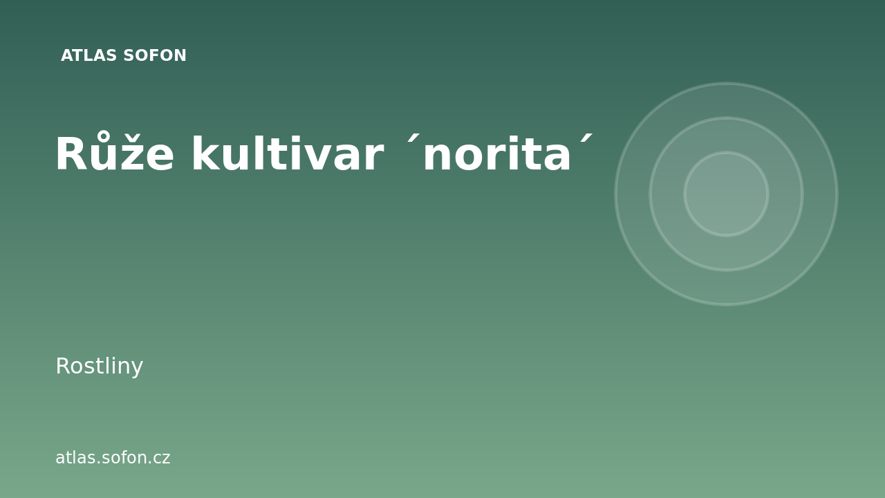 Růže kultivar ´norita´