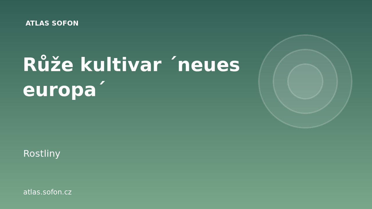 Růže kultivar ´neues europa´