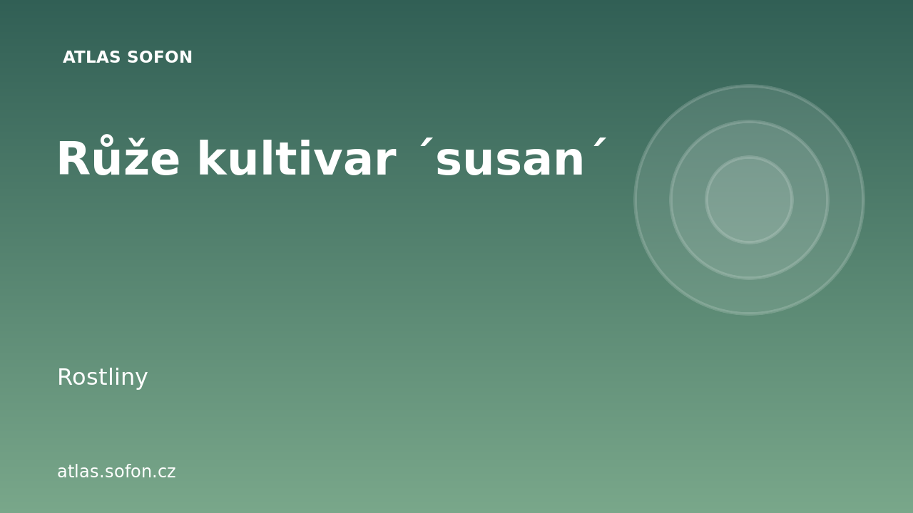 Růže kultivar ´susan´