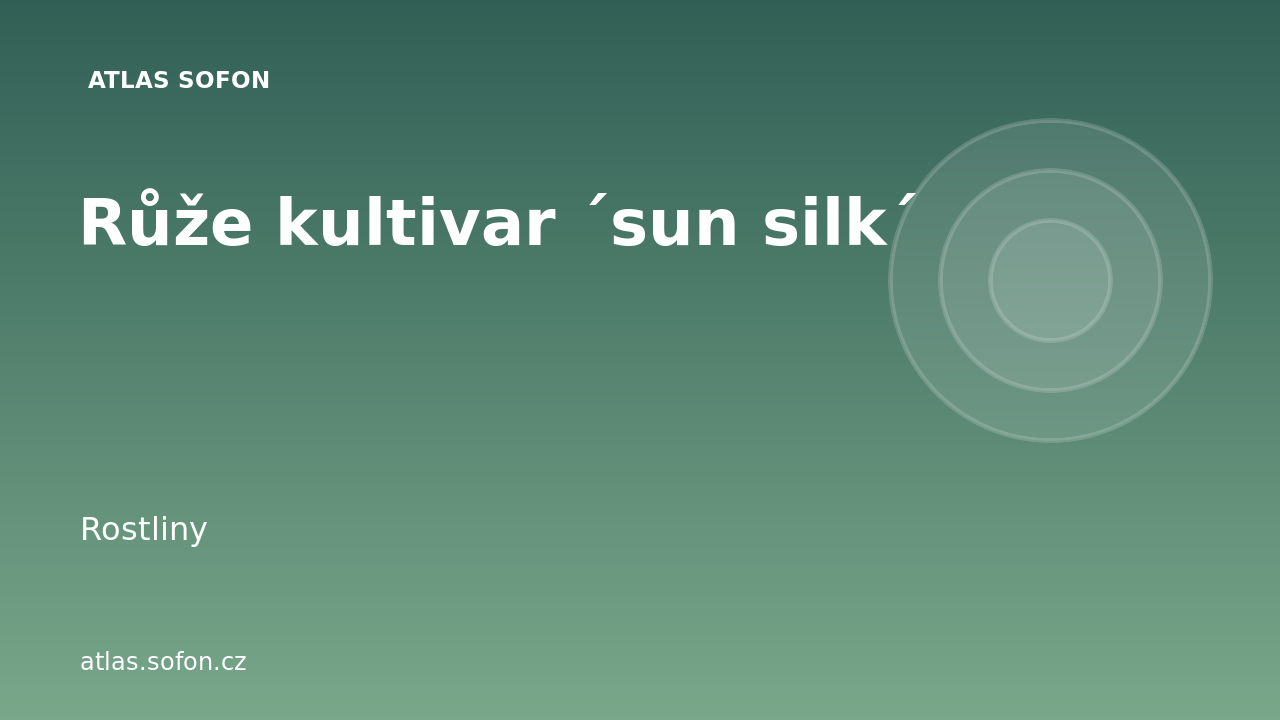 Růže kultivar ´sun silk´
