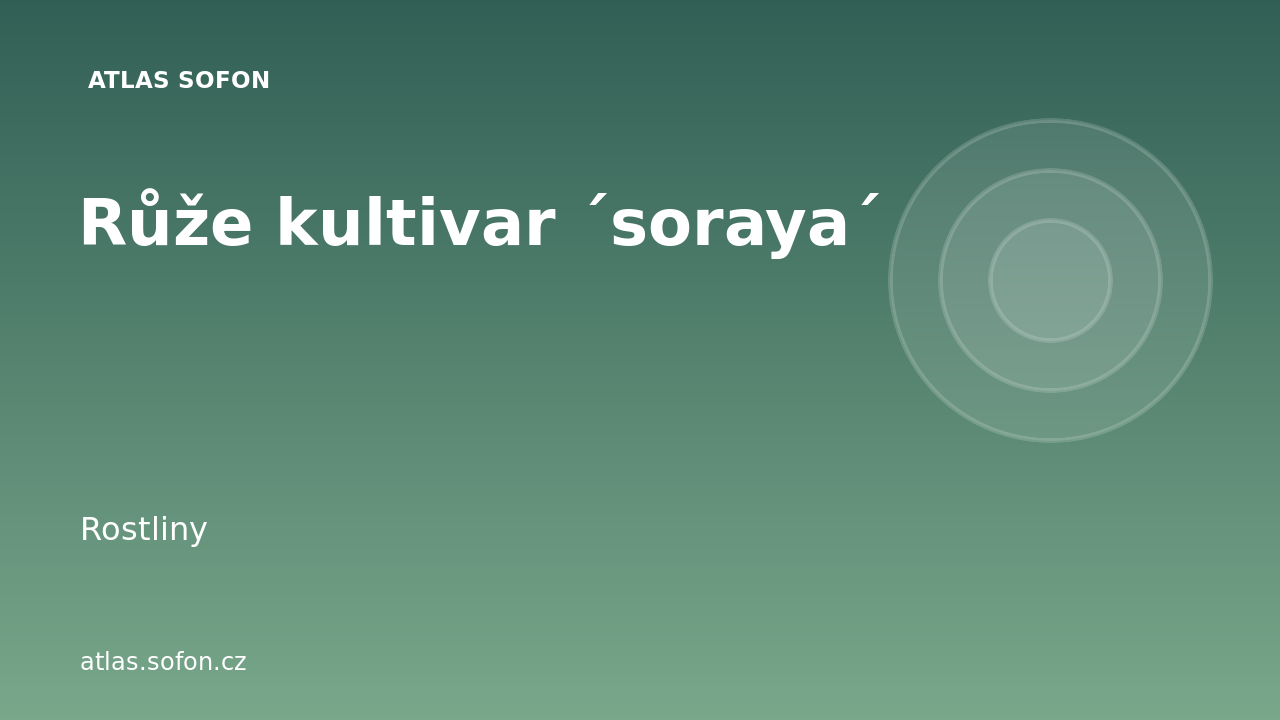 Růže kultivar ´soraya´