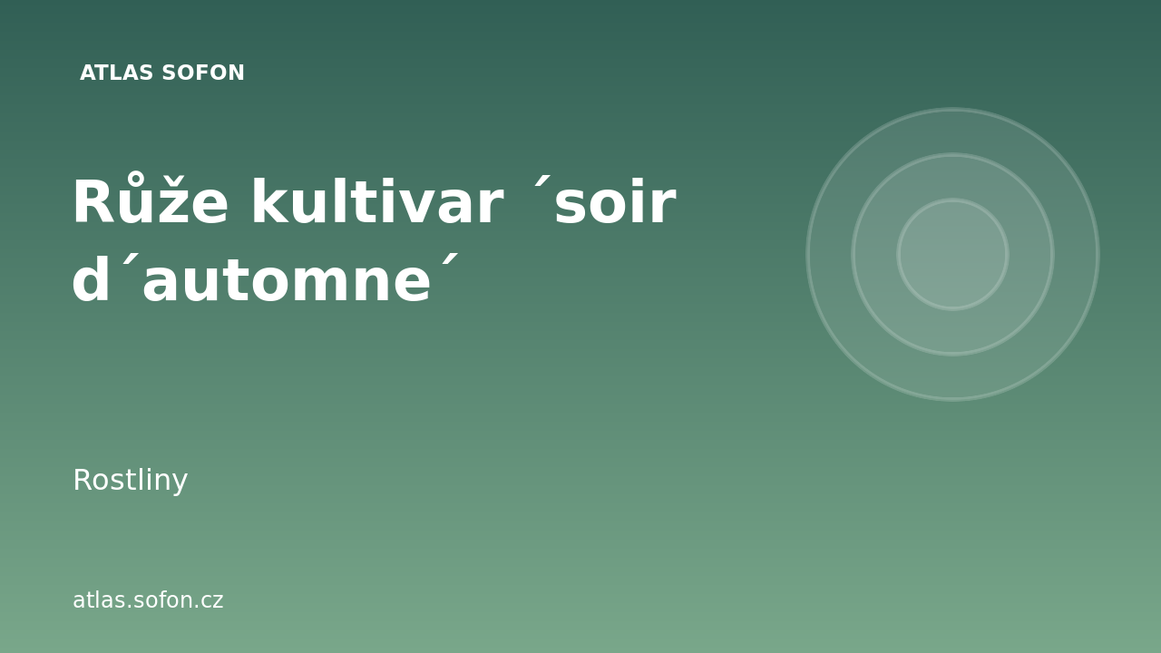 Růže kultivar ´soir d´automne´
