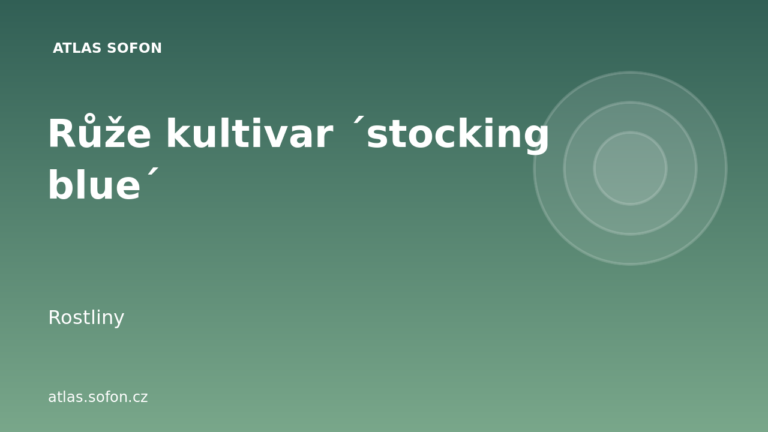 Růže kultivar ´stocking blue´