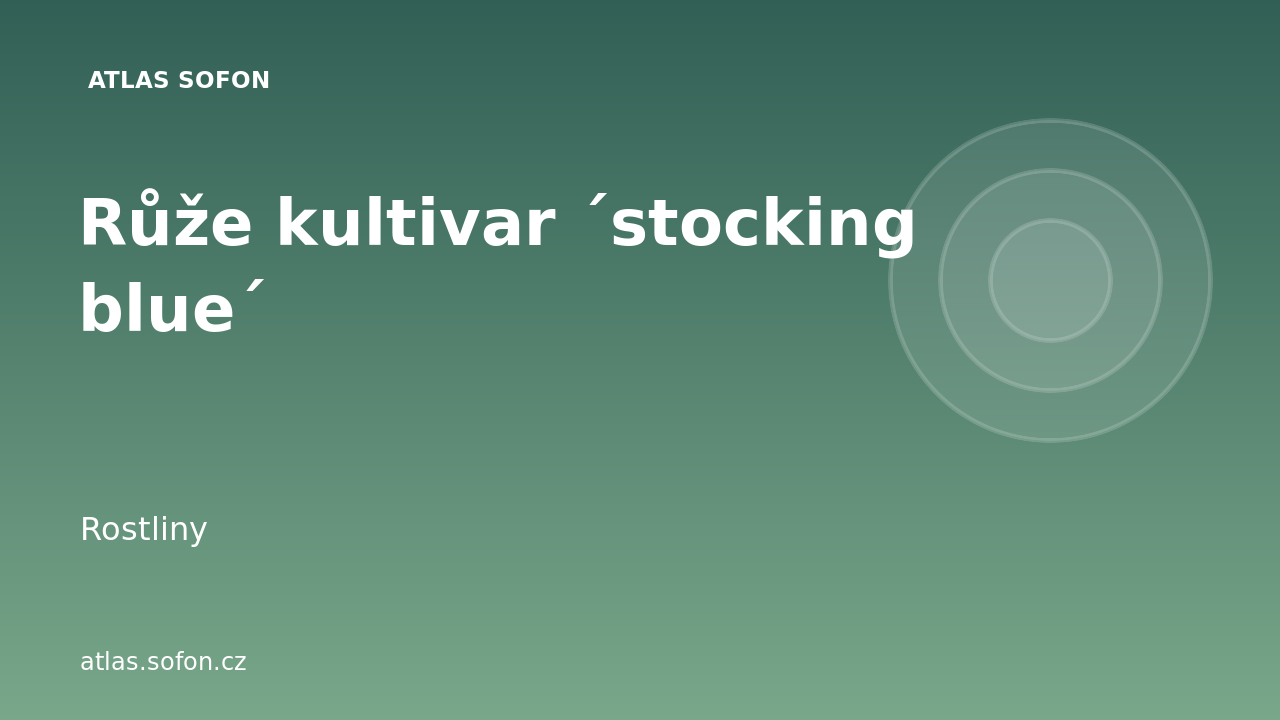 Růže kultivar ´stocking blue´