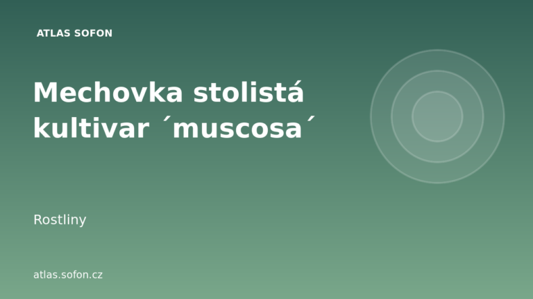 Mechovka stolistá kultivar ´muscosa´