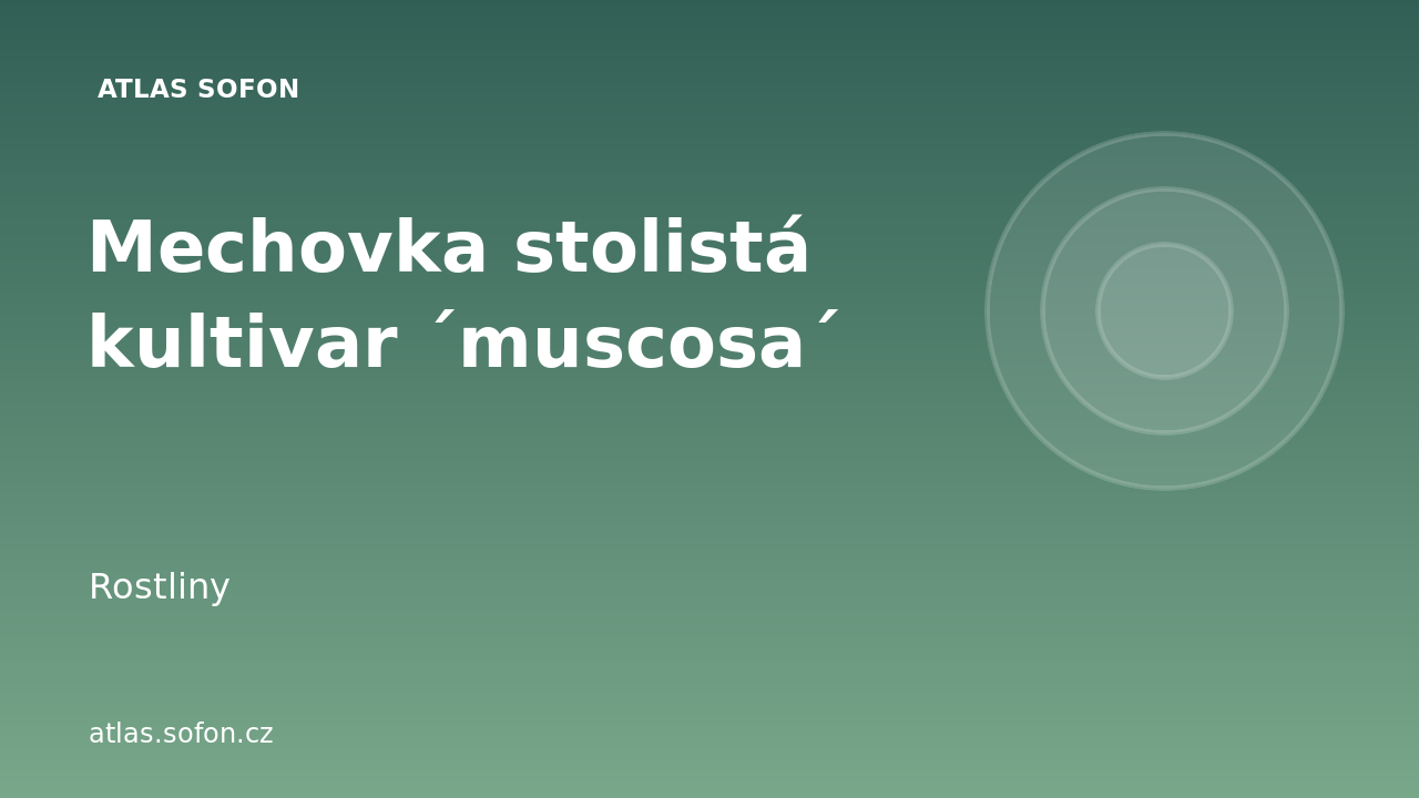 Mechovka stolistá kultivar ´muscosa´