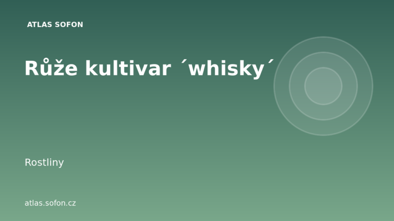 Růže kultivar ´whisky´