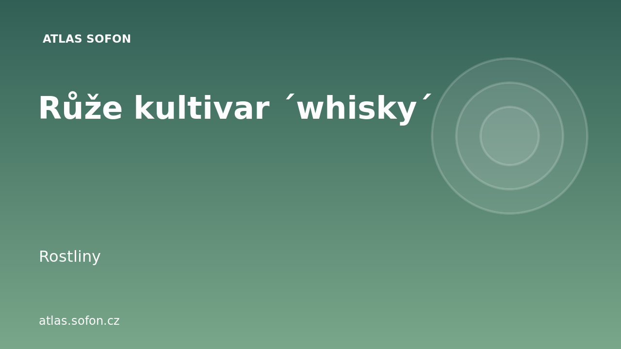 Růže kultivar ´whisky´