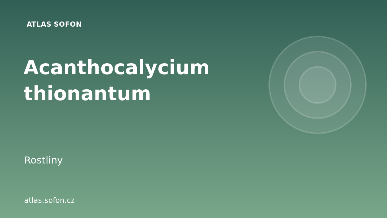 Acanthocalycium thionantum