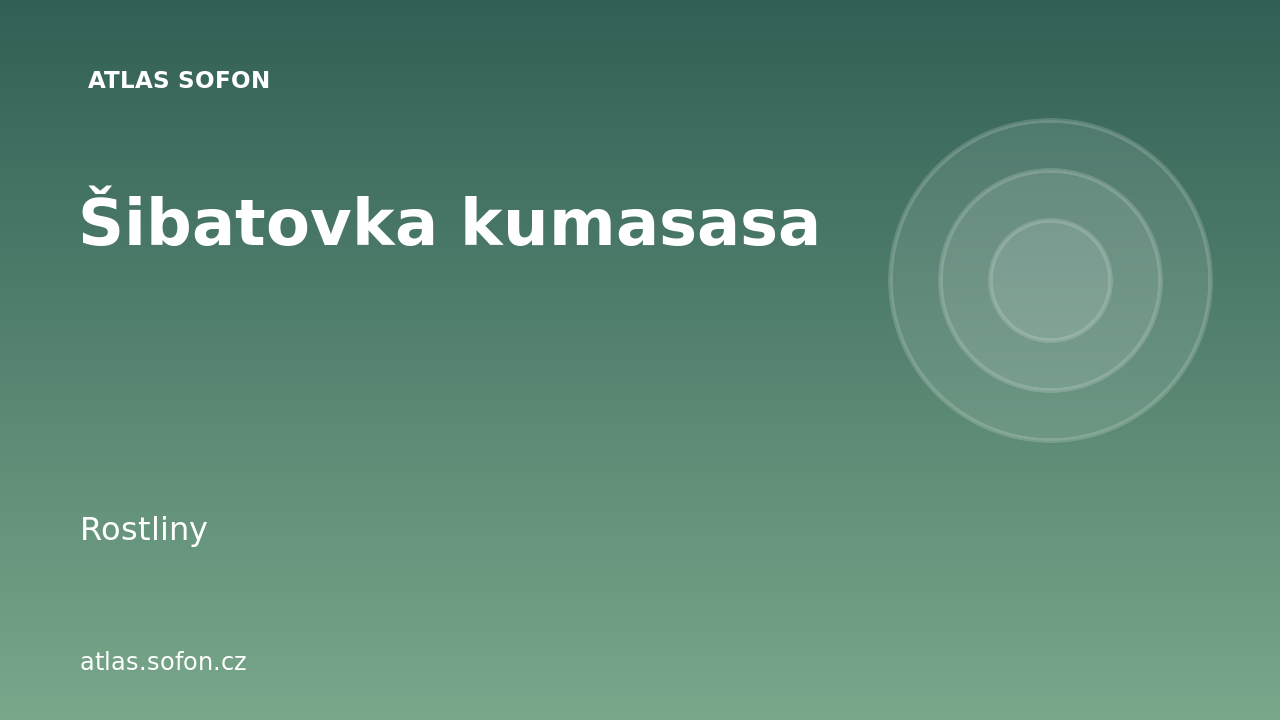 Šibatovka kumasasa