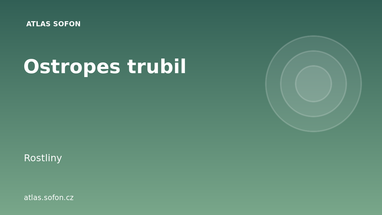 Ostropes trubil