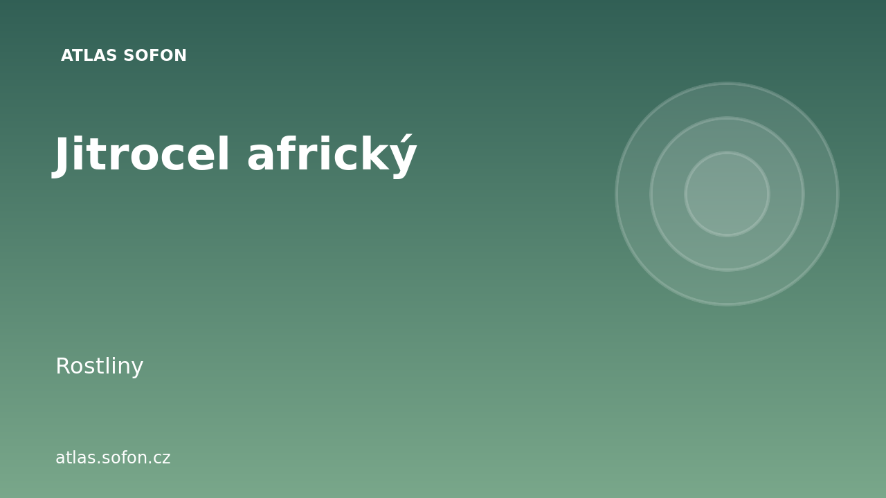 Jitrocel africký