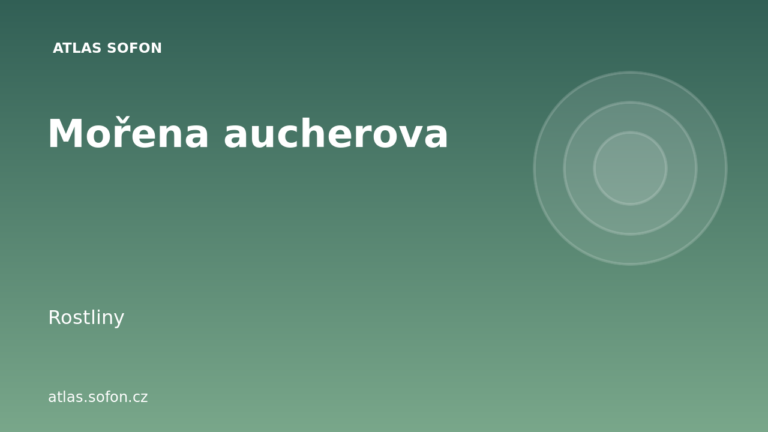Mořena aucherova