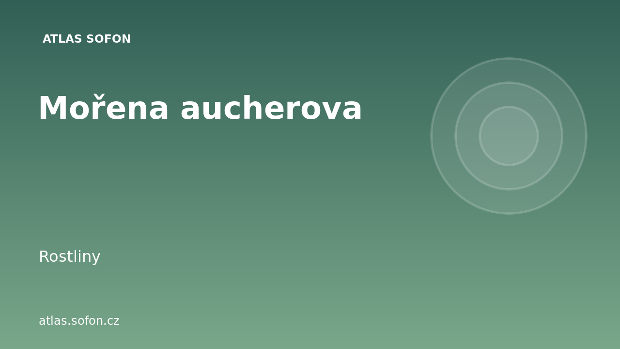 Mořena aucherova