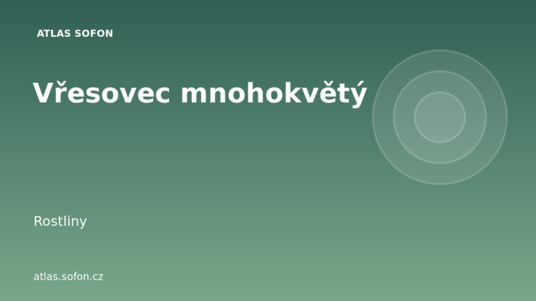 Vřesovec mnohokvětý Vřesovec mnohokvětý