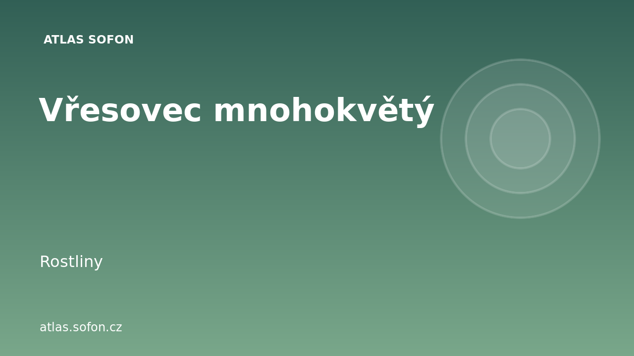 Vřesovec mnohokvětý