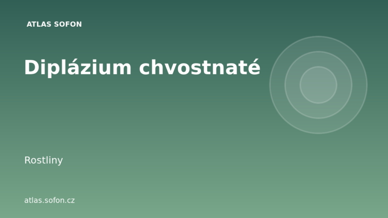 Diplázium chvostnaté