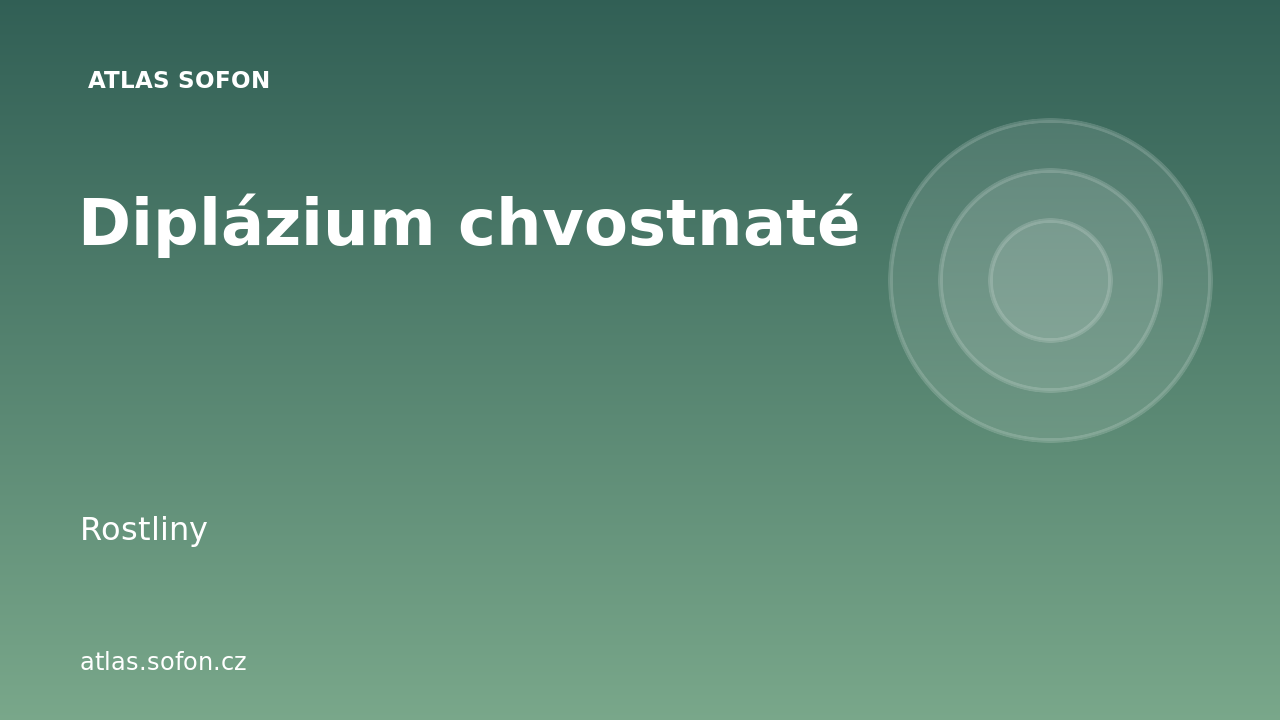 Diplázium chvostnaté