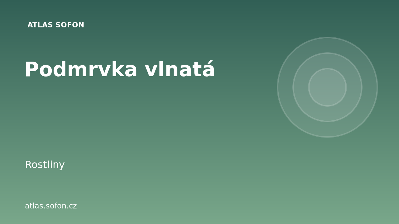 Podmrvka vlnatá