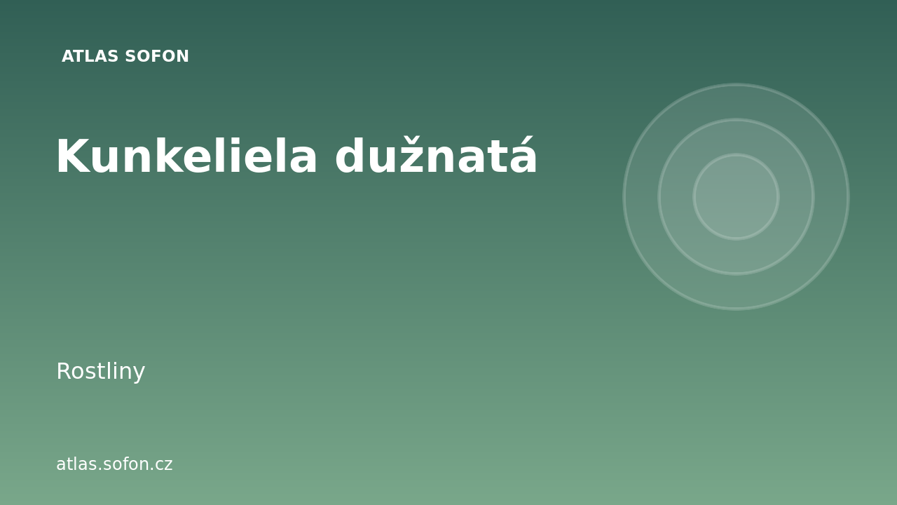 Kunkeliela dužnatá
