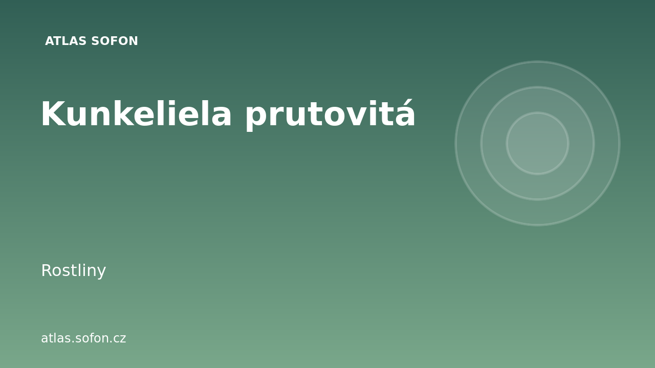 Kunkeliela prutovitá