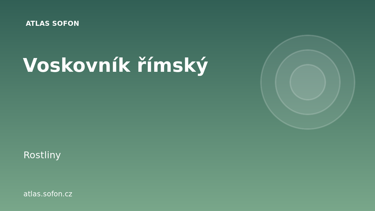Voskovník římský