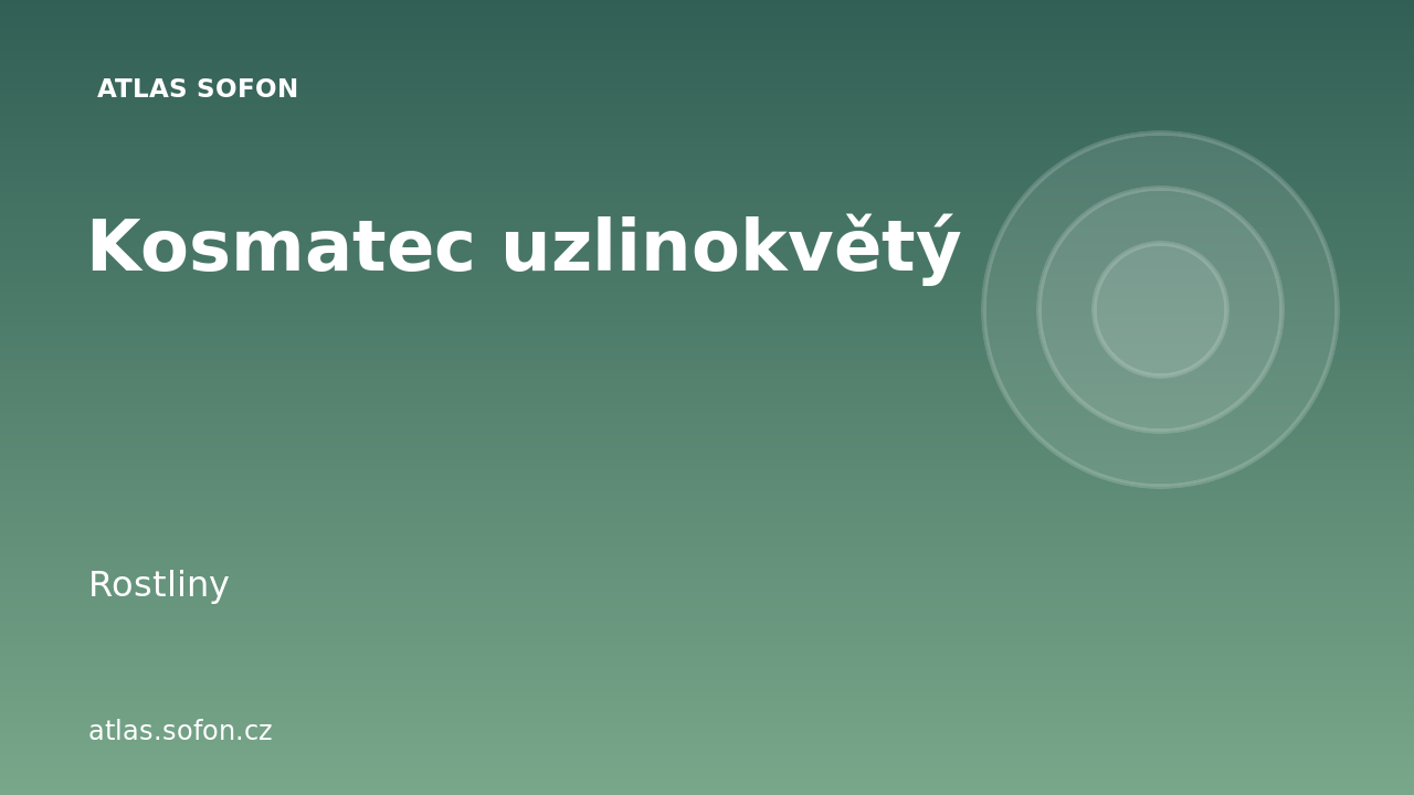 Kosmatec uzlinokvětý