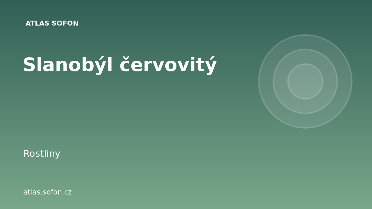 Slanobýl červovitý