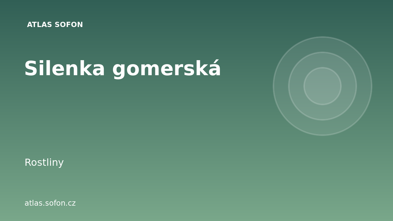 Silenka gomerská
