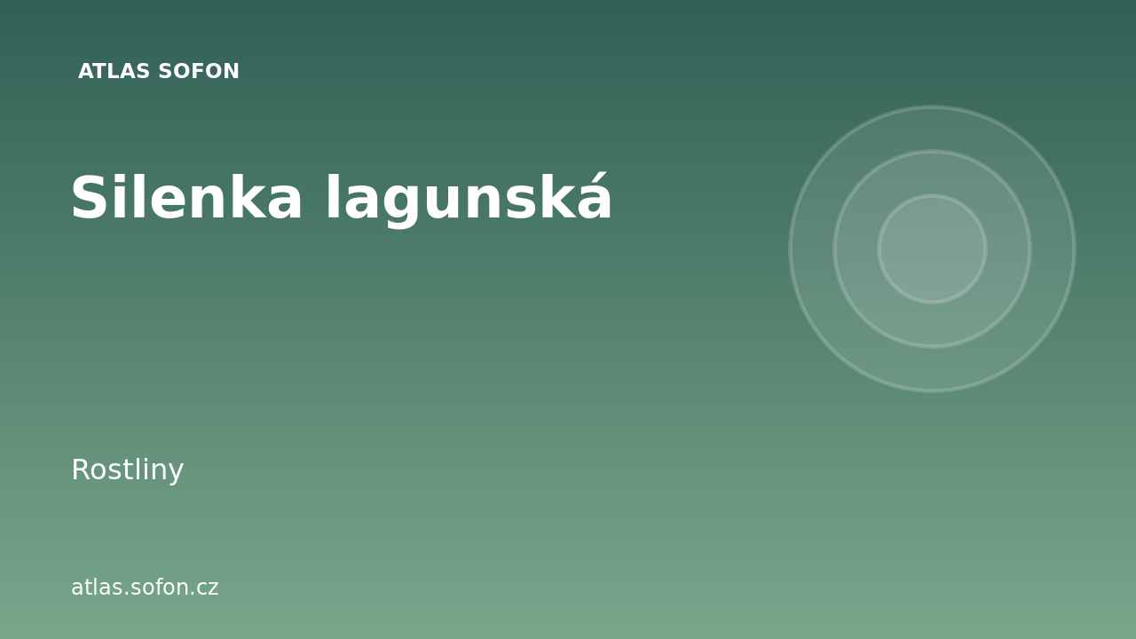 Silenka lagunská