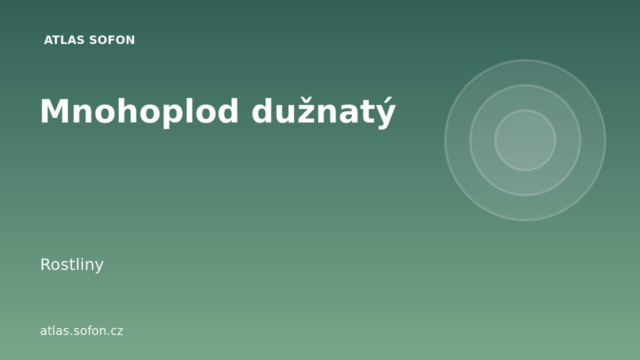 Mnohoplod dužnatý